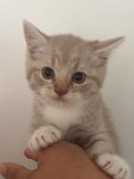 Britsekorthaar kittens, Dieren en Toebehoren, Katten en Kittens | Raskatten | Korthaar, Meerdere dieren, Ontwormd