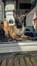 Mechelse herder voor herplaatsing, Dieren en Toebehoren, Honden | Bulldogs, Pinschers en Molossers, Teef, Eén hond, 3 tot 5 jaar