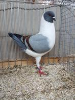 Duitse Modena duiven te koop, Dieren en Toebehoren, Vogels | Duiven, Meerdere dieren, Overige soorten