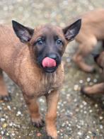 Mechelse herder pups mogen nestje verlaten, Rabiës (hondsdolheid), 8 tot 15 weken, Meerdere, Meerdere dieren