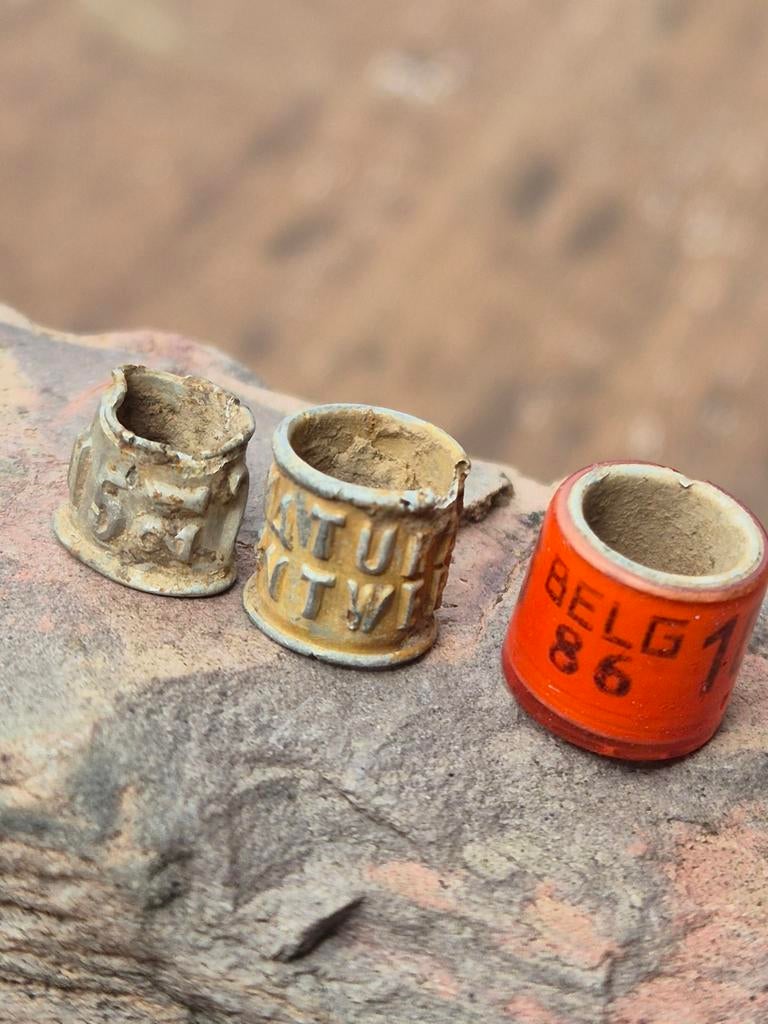 3 duivenringen : 1921 /1986 / Natural Antwerp, Dieren en Toebehoren, Vogels | Duiven, Meerdere dieren, Postduif