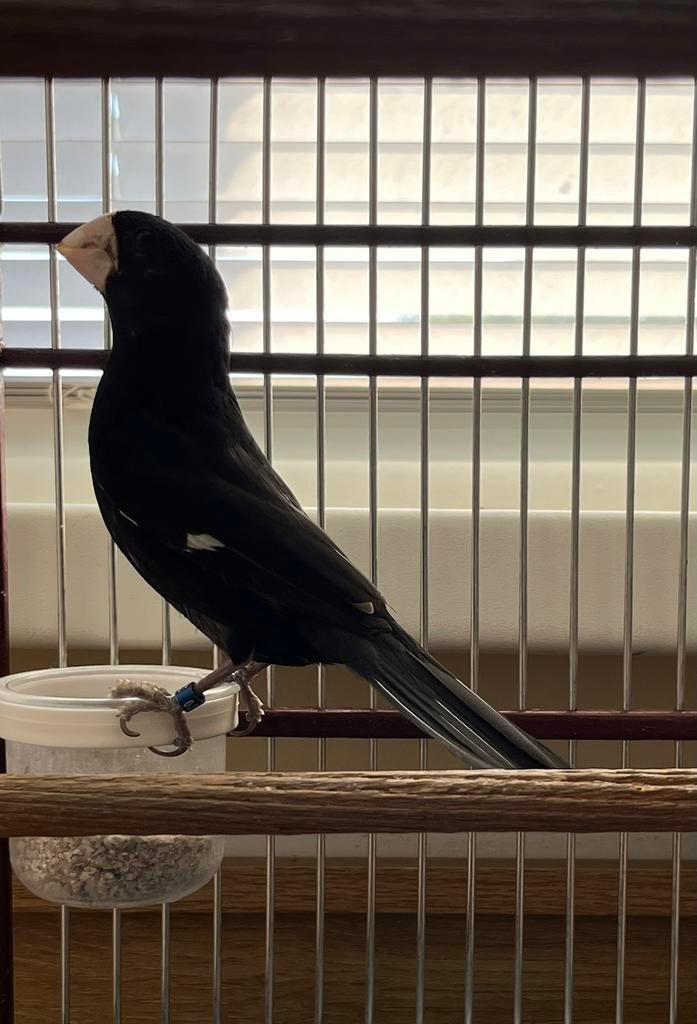 Twatwa 2023, Dieren en Toebehoren, Ophalen of Verzenden, Nieuw, Overige materialen, Overige typen