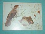 8) Kleuren ansichtkaart Nachtegaal met jong Vogels, Ophalen of Verzenden, 1980 tot heden, Gelopen, Vogel