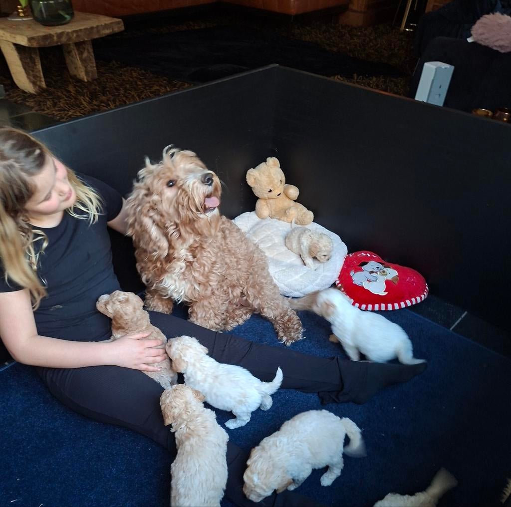 Geweldige Mini Labradoodle pups., Dieren en Toebehoren, Honden | Niet-rashonden, 8 tot 15 weken, Parvo, Meerdere, Meerdere dieren