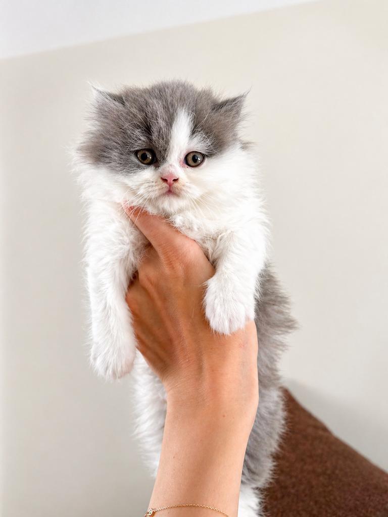 Britse Langhaar Blue White kitten (poes) | Fluffy | Stamboom, Poes, Ingeënt