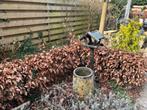 Beukenhaag (gratis), Tuin en Terras, Planten | Struiken en Hagen, Ophalen, Beukenhaag, Haag, 250 cm of meer