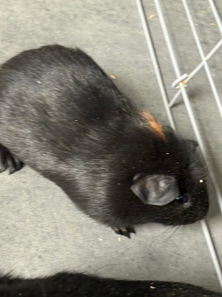 Cavia mannetje, Dieren en Toebehoren, Oktober, Mannelijk, Cavia