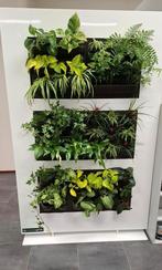 Mobilane dubbelzijdige groene plantenwand, design, Overige soorten, 150 tot 200 cm, Groene kamerplant, Halfschaduw