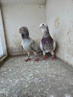 Mooie koppel duiven, Meerdere dieren, Overige soorten