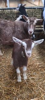toggenburger geit met boklam te koop cae en cl vrij, Dieren en Toebehoren, Schapen, Geiten en Varkens, Vrouwelijk, Geit