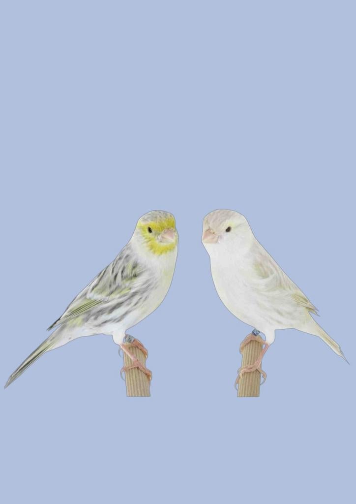 Gevraagd kanarieś agaat opaal geel mozaïek, Dieren en Toebehoren, Vogels | Kanaries, Meerdere dieren, Kleurkanarie