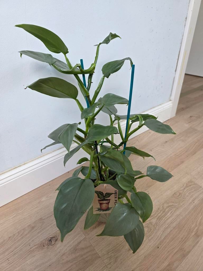 Philodendron Silver Sword - 35cm hoog, in sierpot., Huis en Inrichting, Kamerplanten, Overige soorten, In pot, Minder dan 100 cm