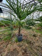 Winterharde palmbomen (Trachycarpus fortunei) te koop, Bloeit niet, 100 tot 250 cm, Palmboom, Ophalen