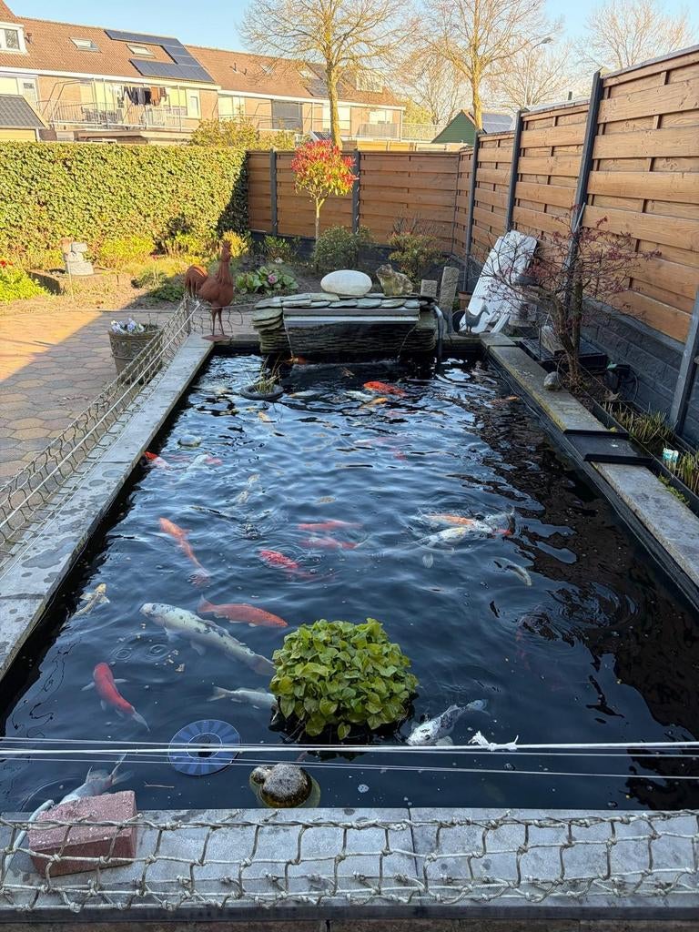 Complete vijver met koi karpers, Ophalen, Gebruikt