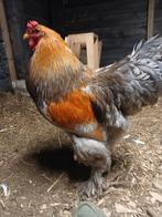 Brahma broedeieren nieuwe kleur, Dieren en Toebehoren, Pluimvee, Geslacht onbekend, Kip