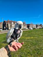 Tamme Kaketoe+ kooi, Vrouwelijk, Papegaai, Tam