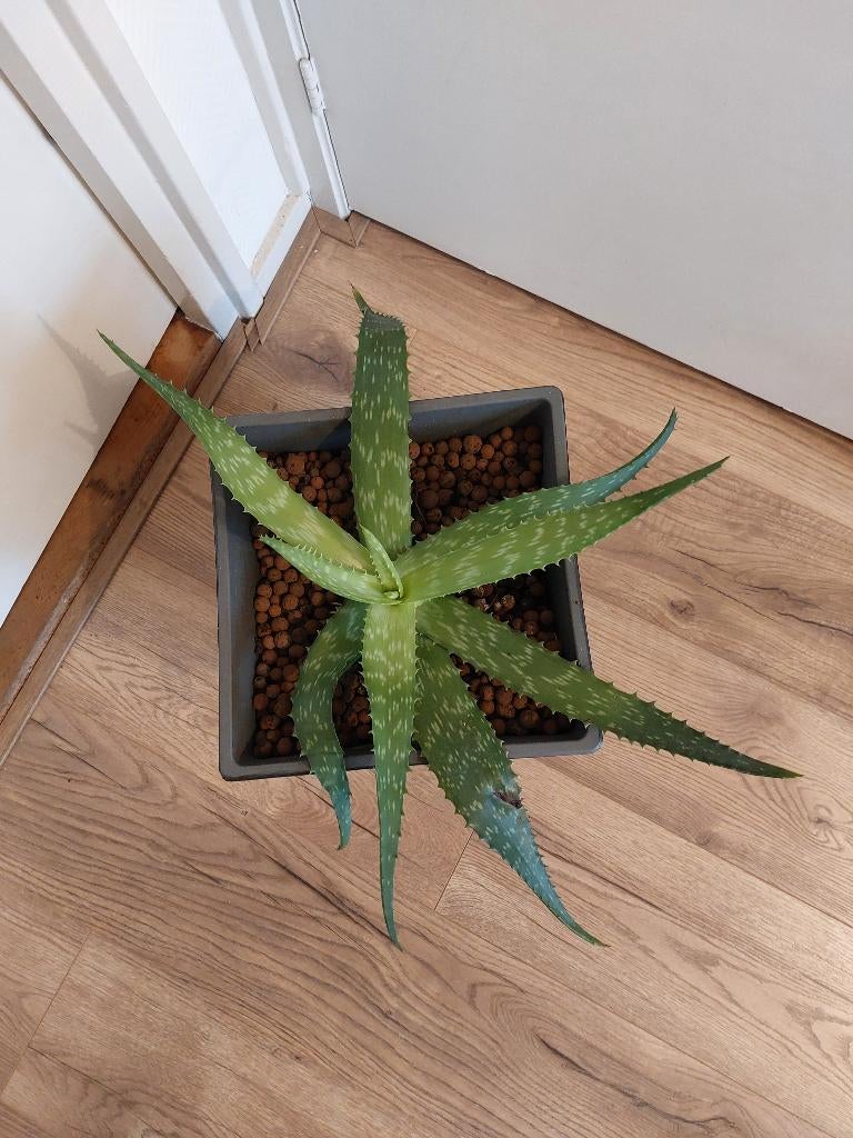 Aloë vera, Huis en Inrichting, Kamerplanten, Ophalen, Vetplant, Halfschaduw, In pot