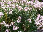 Phlox paniculata Bright eyes in een 17 cm pot groot., Volle zon, Vaste plant, Zomer, Ophalen