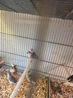 Witborst zebravinken, Meerdere dieren