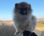 Pomeranian Mini Bearface Reu, Keeshond, Reu, 1 tot 2 jaar, Eén hond