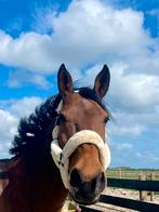 Te koop: 13 jarige E-pony merrie, Dieren en Toebehoren, Paarden, Minder dan 160 cm, M, Dressuurpaard, 11 jaar of ouder