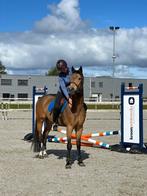 Talentvolle 7 jarige ruin, Ruin, Dressuurpaard