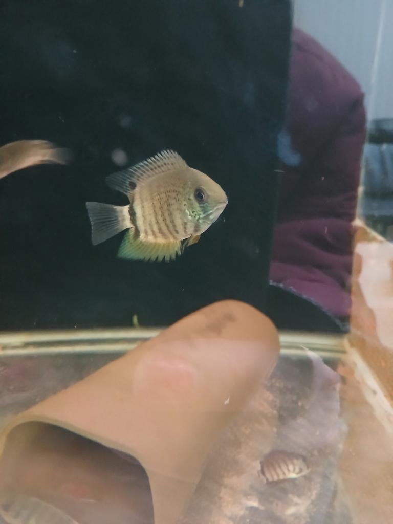 Jonge Heros Notatus, Vis