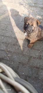 Oudduits keer hollandse herder pups, Parvo, 8 tot 15 weken, Meerdere, Meerdere dieren