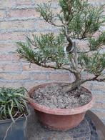 Bonsai: Jun. media 'Mint Julip', Ophalen, Bloeit niet, Halfschaduw, Overige soorten