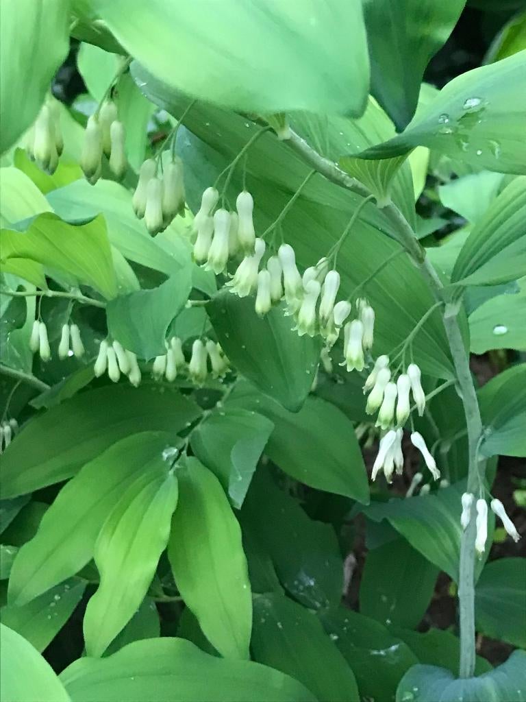 Meerjarige vaste tuinplanten o.a. ridderspoor, salomonszegel, Tuin en Terras, Planten | Tuinplanten, Ophalen of Verzenden, Vaste plant