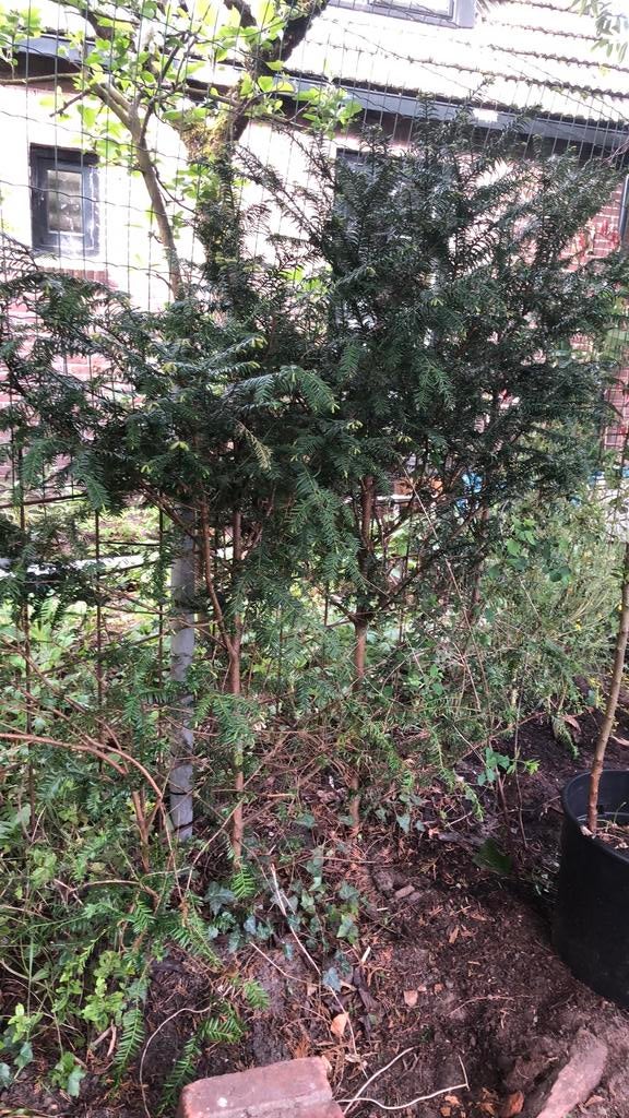 Taxus boompje winter groen., Tuin en Terras, Ophalen, Bloeit niet, Halfschaduw, Overige soorten