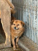 Clementine, klein medium teefje gest 1 jaar, Particulier, 1 tot 2 jaar, Buitenland, Teef