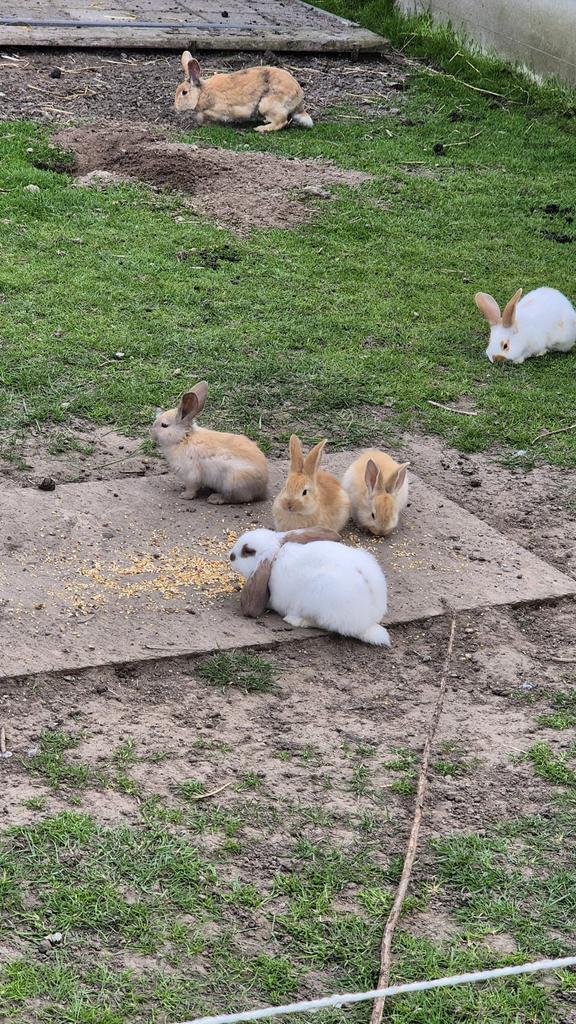 Lieve baby konijntjes, Dieren en Toebehoren, Konijnen, Meerdere dieren, Middelgroot, 0 tot 2 jaar