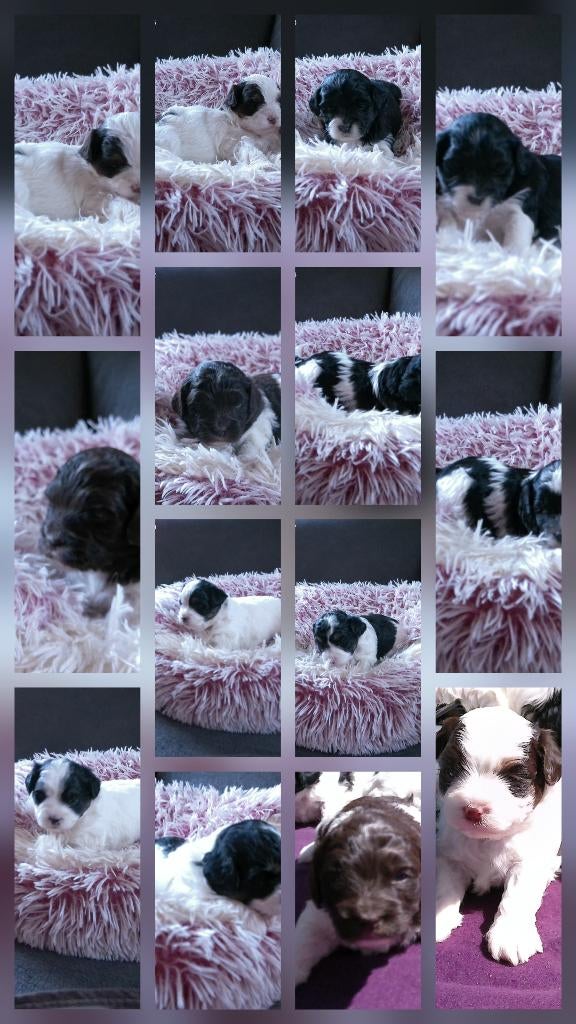 Mini Labradoodle pups, aparte kleurtjes, +/- 30cm, Overige rassen, 8 tot 15 weken, Meerdere, Meerdere dieren