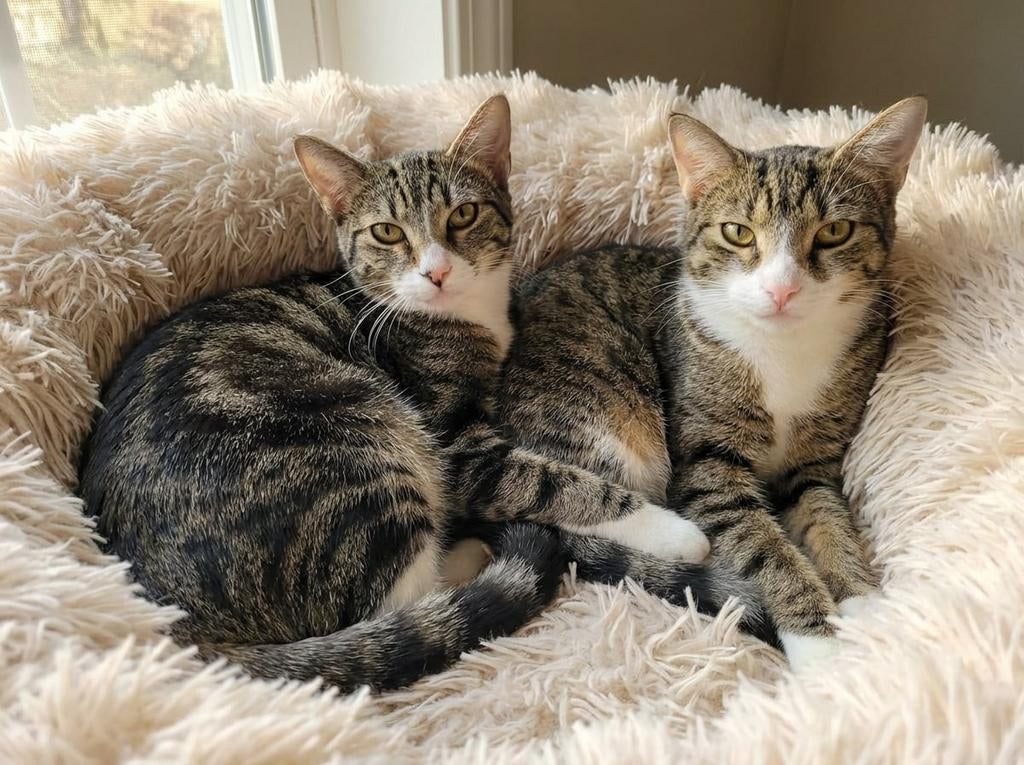 Heel lief duo (M/V) gecast./gechipt/ingeënt 11 mnd, Dieren en Toebehoren, Katten en Kittens | Overige Katten