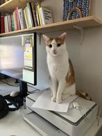 Lieve rood-witte kater zoekt rustig nieuw thuis, Kater, Gechipt, 3 tot 5 jaar