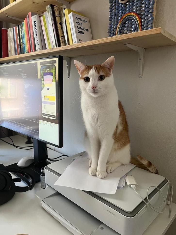 Lieve rood-witte kater zoekt rustig nieuw thuis, Dieren en Toebehoren, Katten en Kittens | Raskatten | Korthaar, Kater, 3 tot 5 jaar