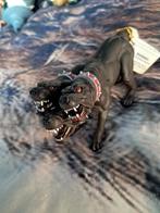 Cerberus (papo), Ophalen, Nieuw