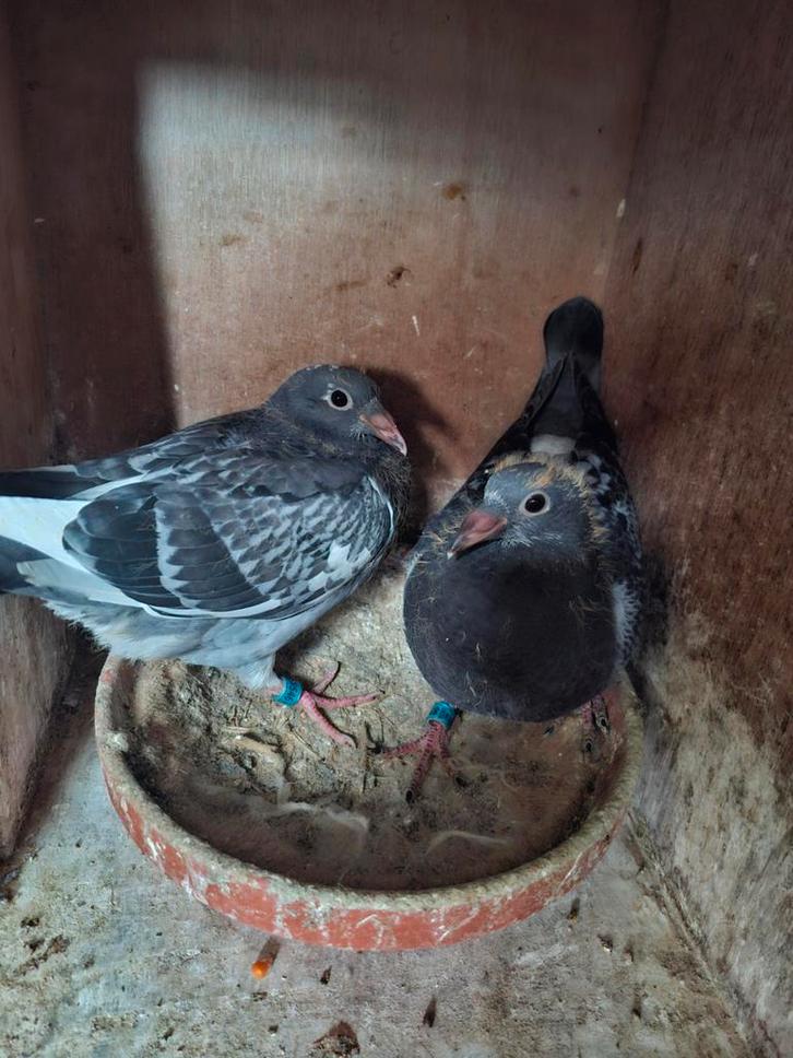 2 jonge jonge duiven, Dieren en Toebehoren, Vogels | Duiven, Postduif, Meerdere dieren