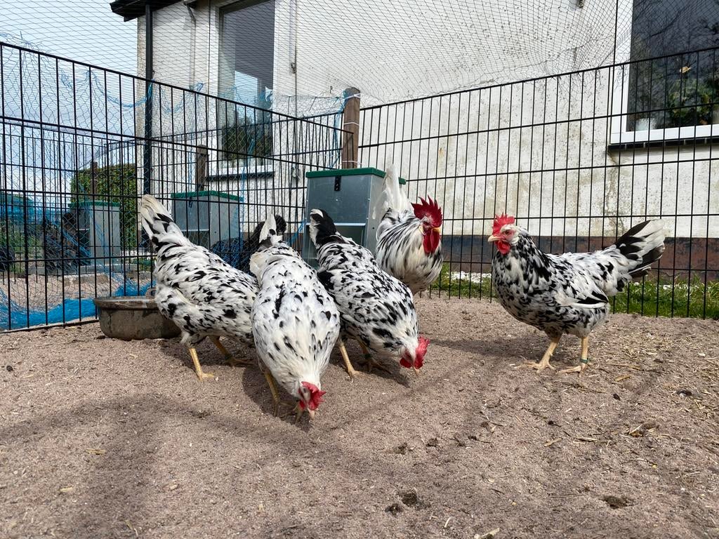 Broedeieren bonte Leghorn, Dieren en Toebehoren, Pluimvee, Geslacht onbekend, Kip