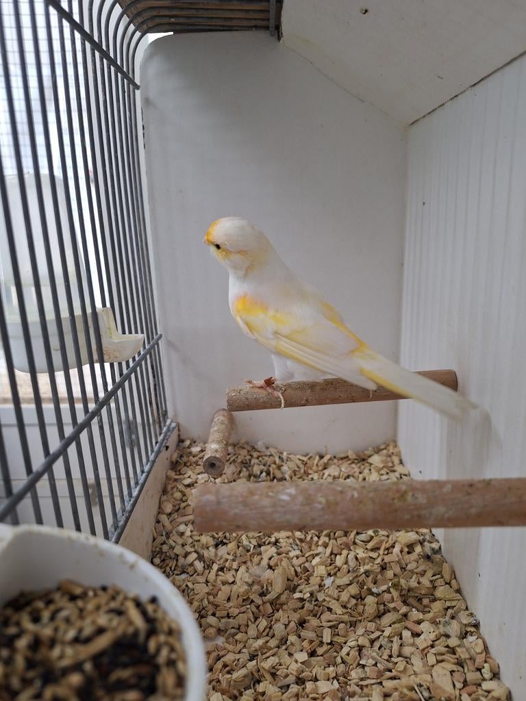 Mozaiek kanarie man, Dieren en Toebehoren, Vogels | Kanaries, Mannelijk, Kleurkanarie