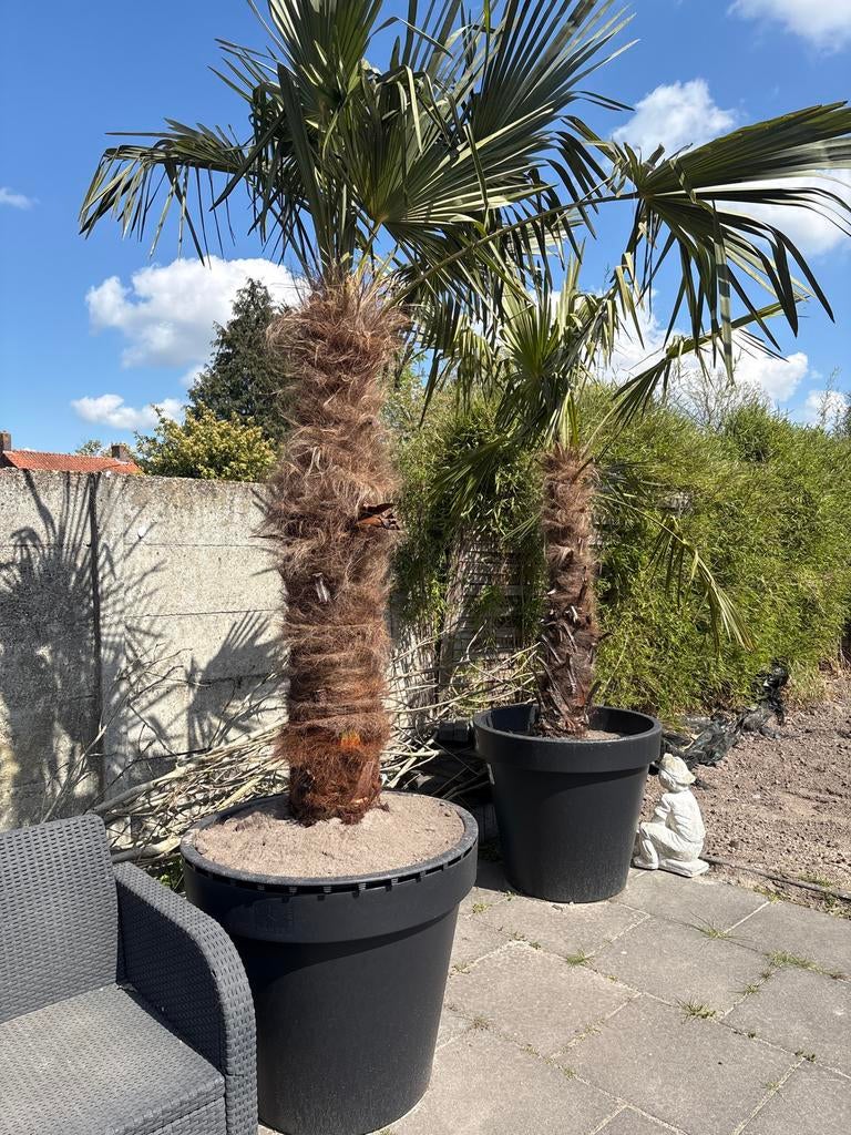 2 palmbomen van 3,5 meter met plantenbakken, Volle zon, Vaste plant, Bloeit niet, Ophalen