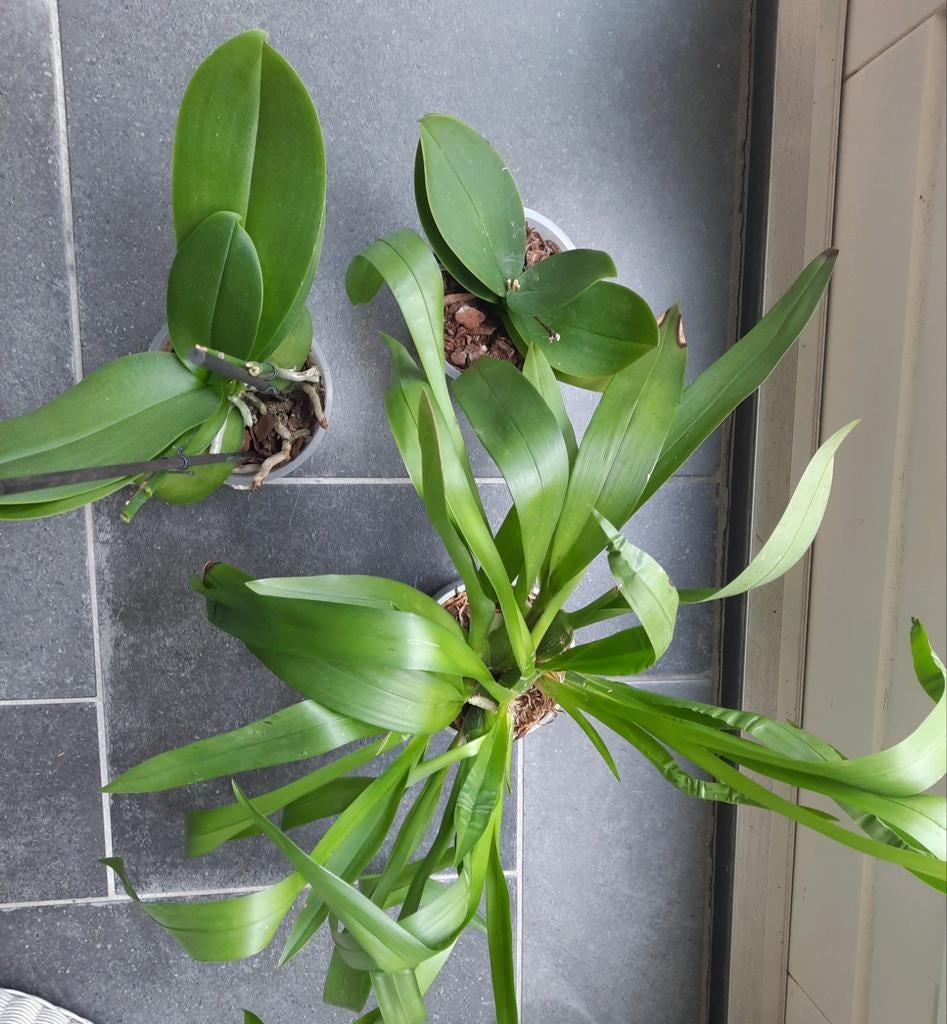 3 uitgebloeide orchideeën, Ophalen of Verzenden, Halfschaduw, Minder dan 100 cm