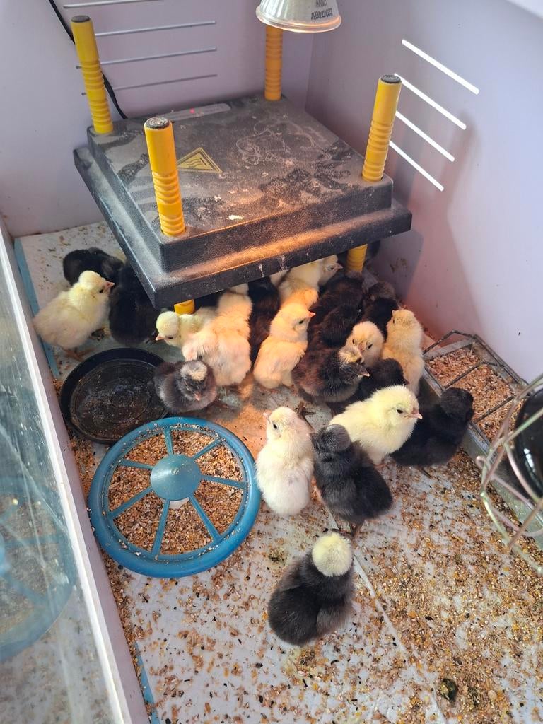 Padua kuikens, kriel. Baardkuifhoenders, diverse kleuren, Dieren en Toebehoren, Pluimvee, Meerdere dieren, Kip
