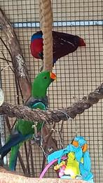 Koppel Edelpapegaaien  broedryp  zyn beetje tam, Meerdere dieren, Parkiet, Tam