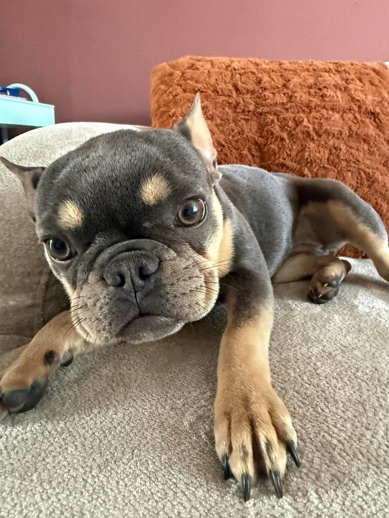 Pup franse pitbull, Particulier, 15 weken tot 1 jaar, CDV (hondenziekte), Buitenland