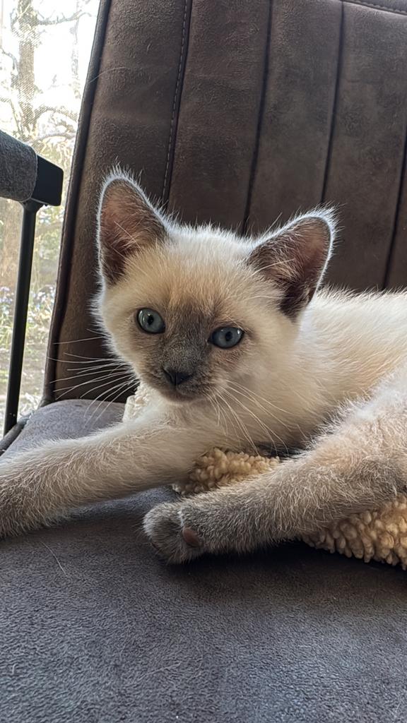 ** 1 kitten beschikbaar! Ragdoll - Siamees kittens, Dieren en Toebehoren, Meerdere dieren, 0 tot 2 jaar