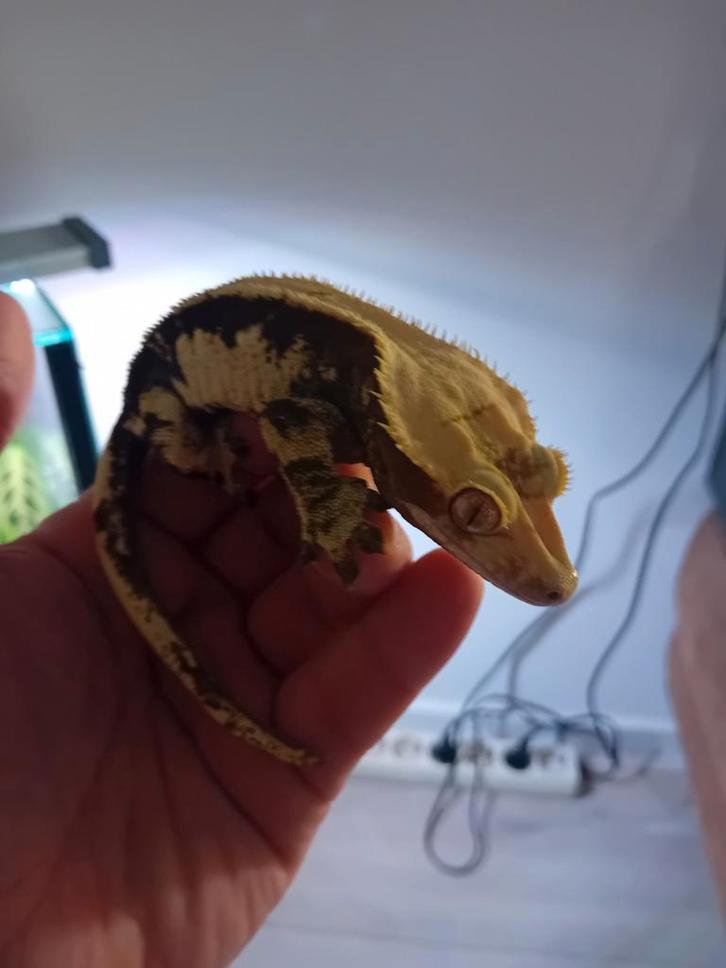 Wimpergekko man tussen 1 aan 2 jaar ruilen voor baardagaam Bearded Dragon - male for sale from Ben