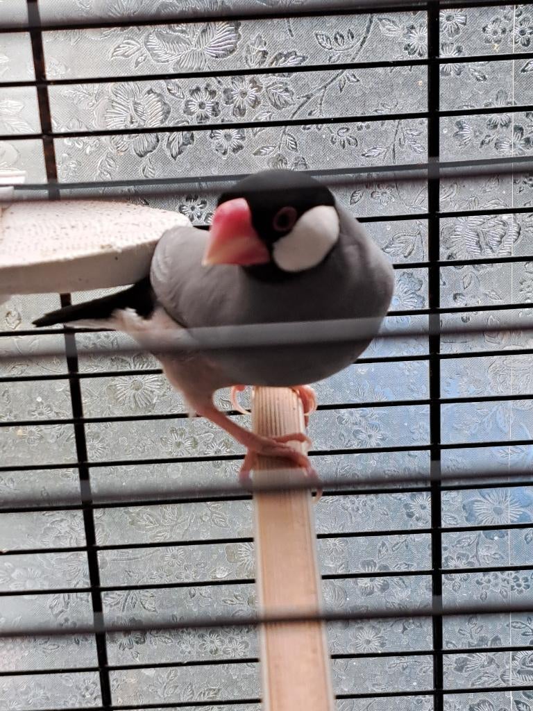 Rijstvogel man, Dieren en Toebehoren, Vogels | Overige Vogels, Mannelijk, Tropenvogel