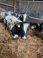 Super luxe dikbile vaarzen, Dieren en Toebehoren, Runderen, Vrouwelijk